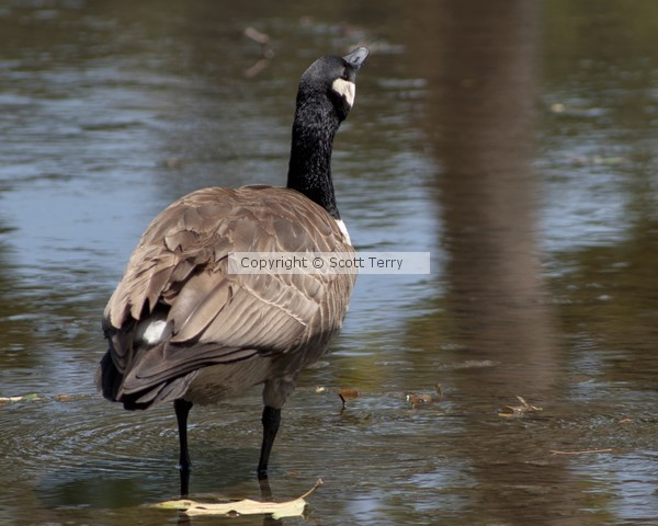 Goose With an Attitude