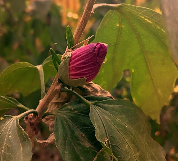 In the Garden of roses