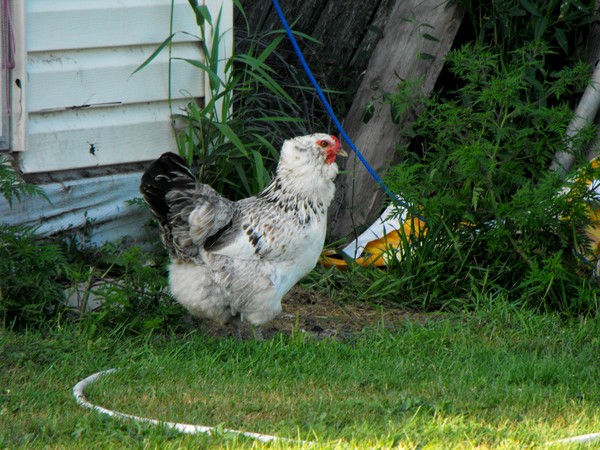 come here chicky