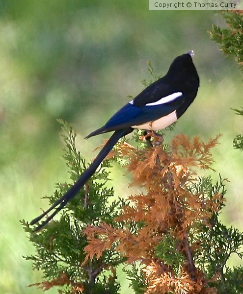 Magpie