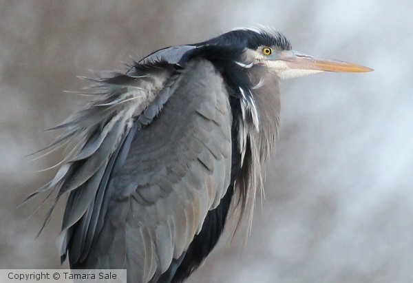 Heron in the Wind