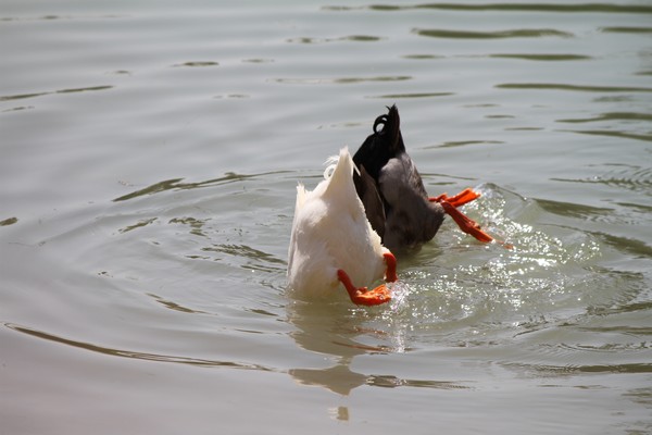 Dive
