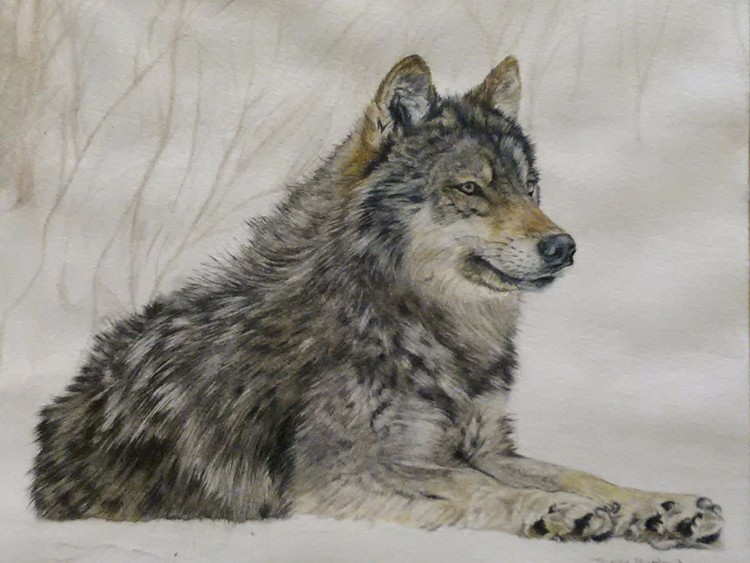 Mr wolf