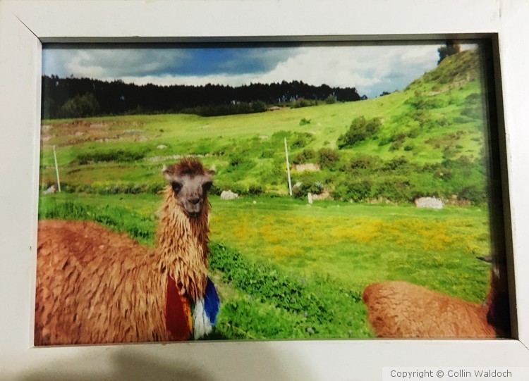 Llamita (Exhibit #1)