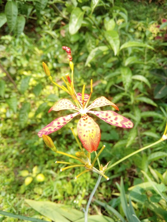 Beautiful flower