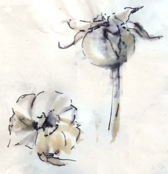 Rose Hip Sketch