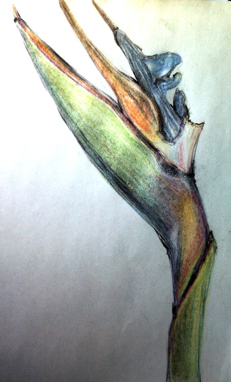 Bird of Paradise Drawing