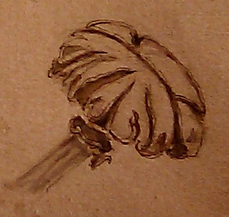 Broken Cap Mushroom Drawing