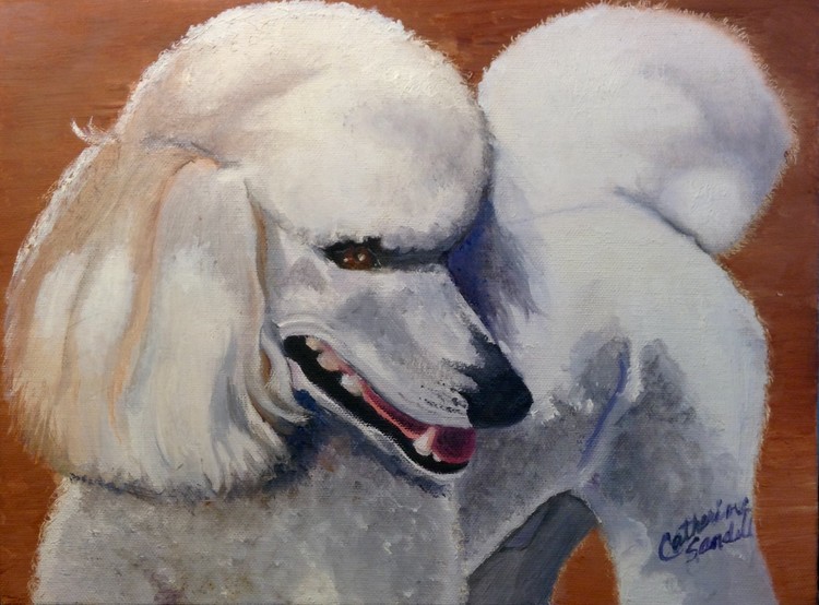 Standard Poodle 