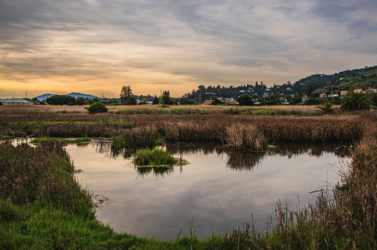 Shoreline Trail Pond - March 30  2026