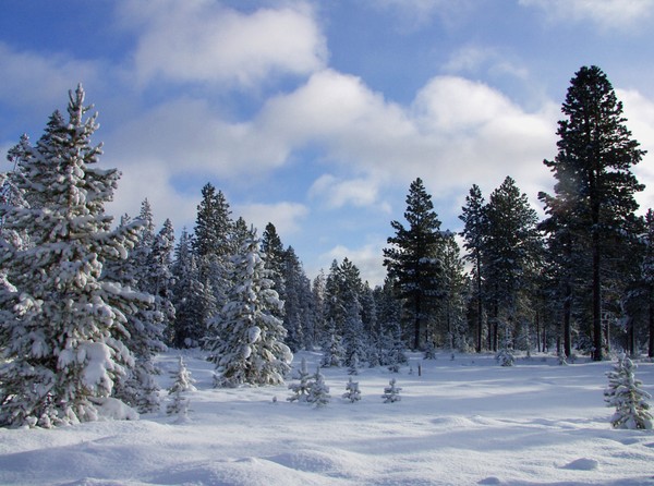 Winter Wonderland