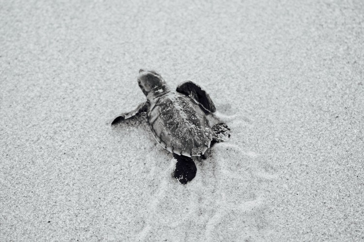 To The Sea!