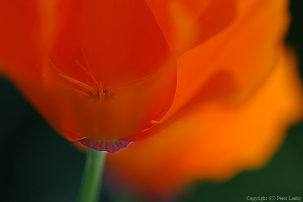 Flower Abstract