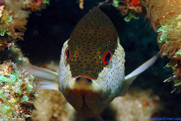 Bicolored Coney