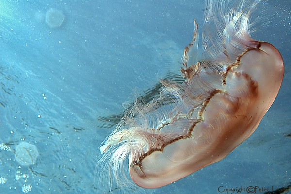 Moon Jellyfish IV