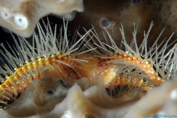 Brittle Star Spines