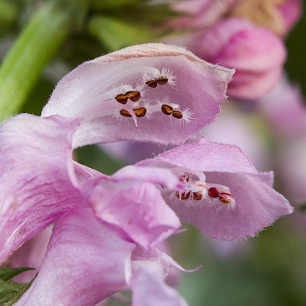 Lamium (Pink Chablis)