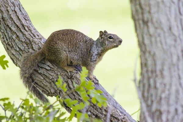 Squirrel
