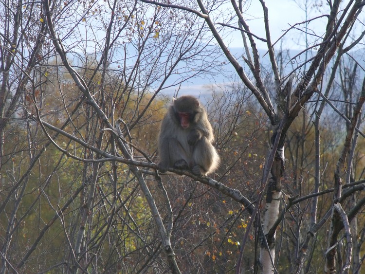 Snow Monkey