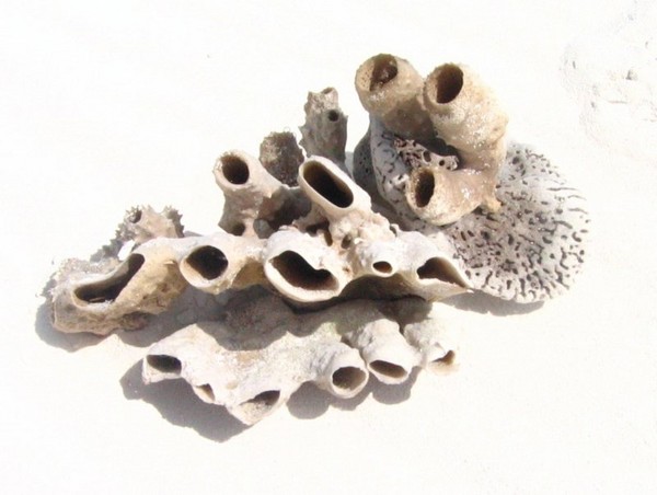Interesting item on the beach of Cuba