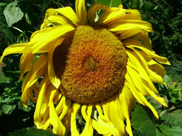GOLDEN PETALS