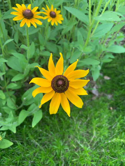three flowers