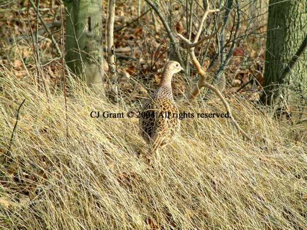 Grouse