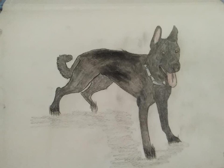 Black german Shepherd sketch