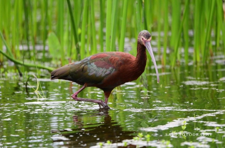 White faced Ibis 