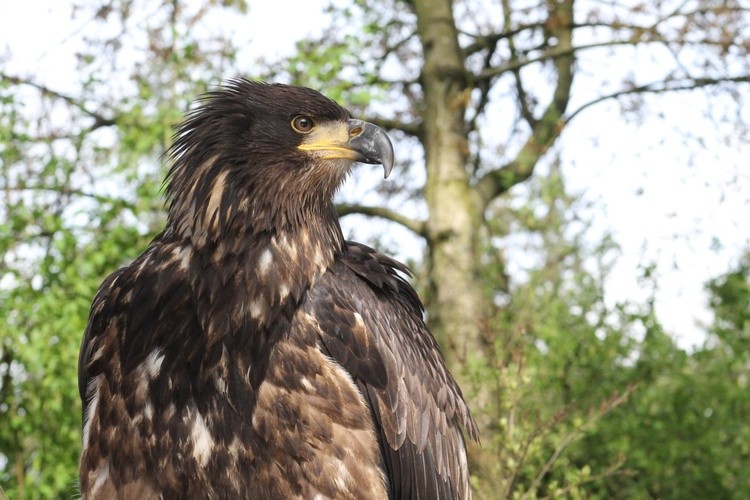 eagle