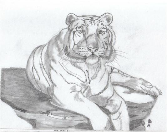 Mirage Tiger