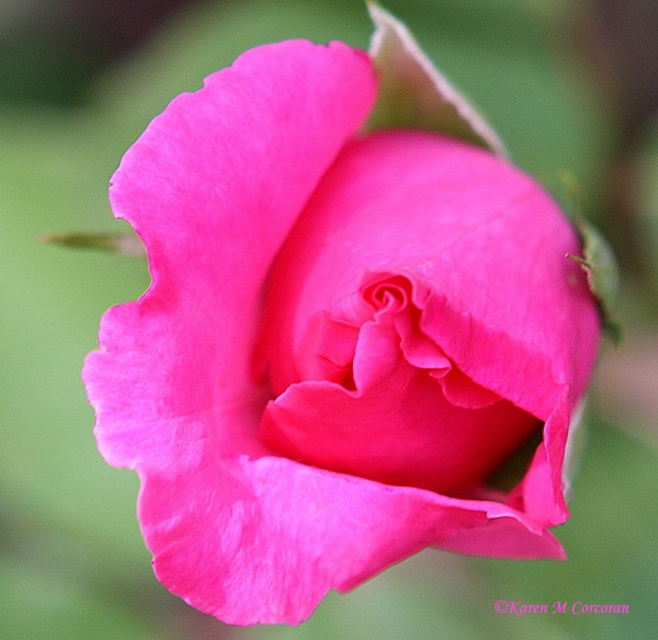 Pink Rose Bud