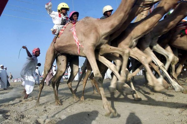 The children used as jockey in camel race in Dubai