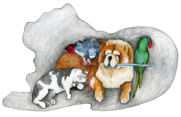 pets
