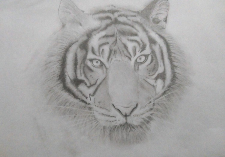 Pencil Tiger