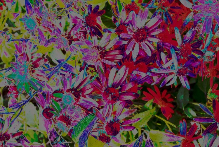 Painted flowers