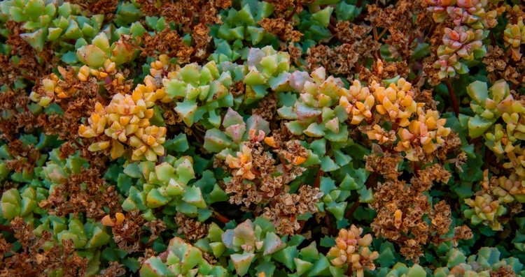 Sandstone Oscularia Deltoides