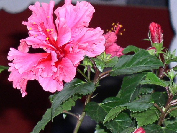 Hibiscus