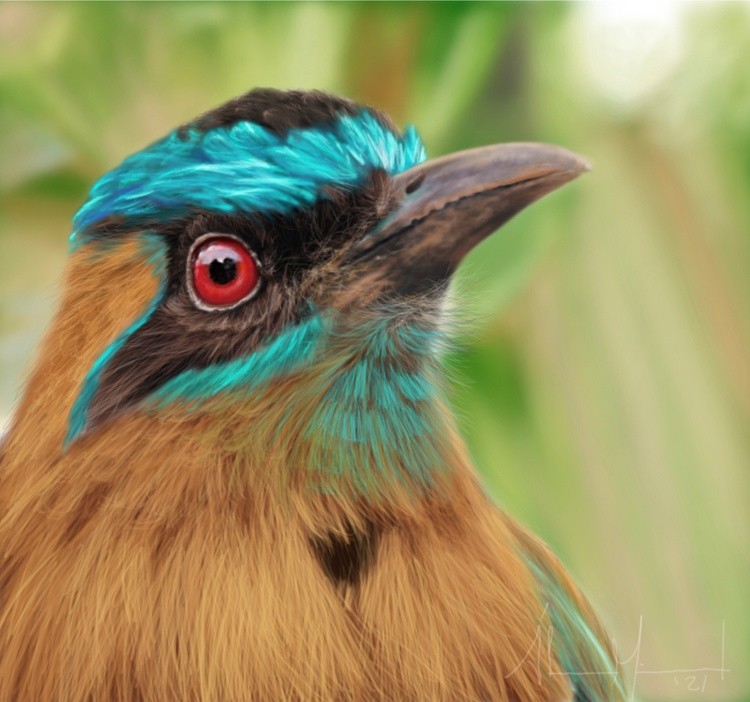 Blue Crowned Motmot