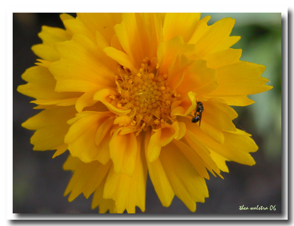Yellows in my garden I
