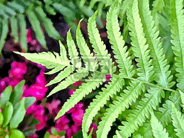 Fern