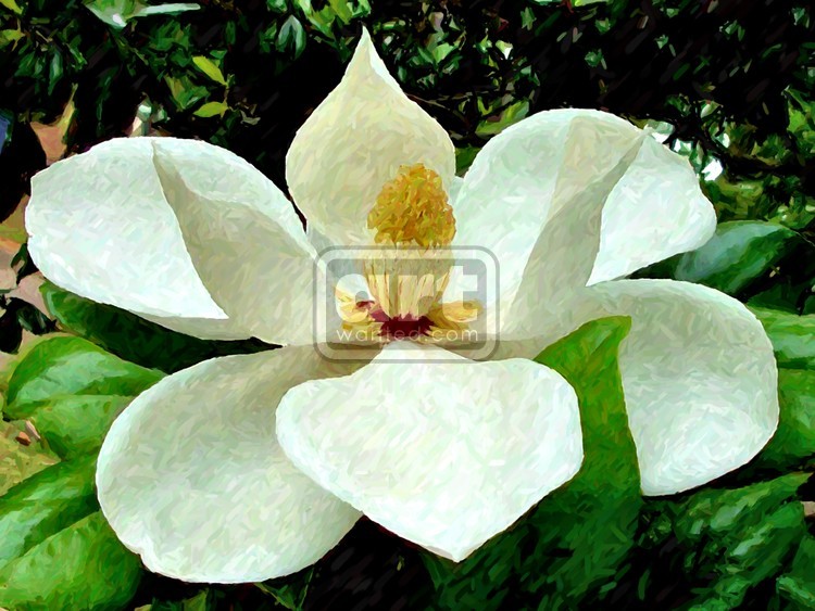Magnolia 1