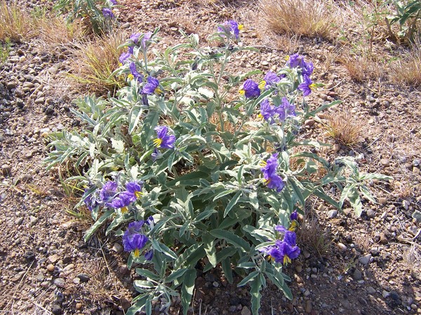 Pretty...for a weed