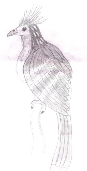 Hoatzin