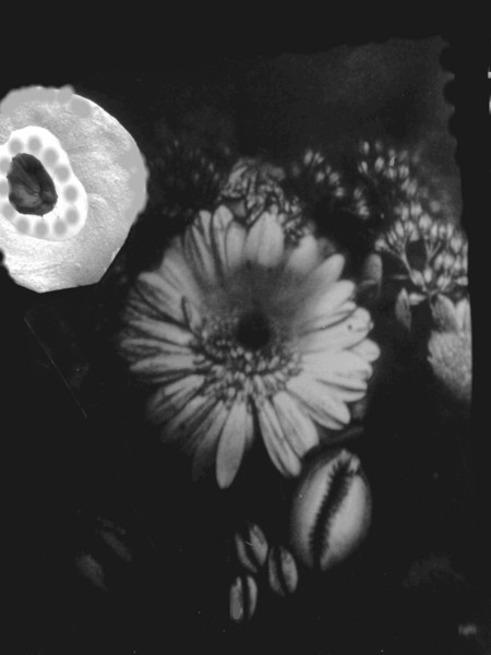 Under the moon in the fantasyforrest B/W