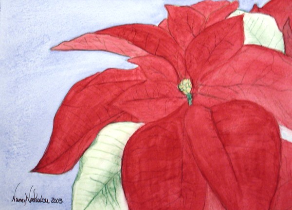 Pointsettia of Color