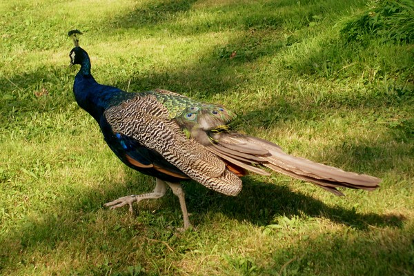Basel Zoo (2)