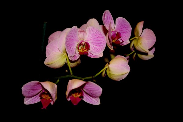 Leah's Orchid