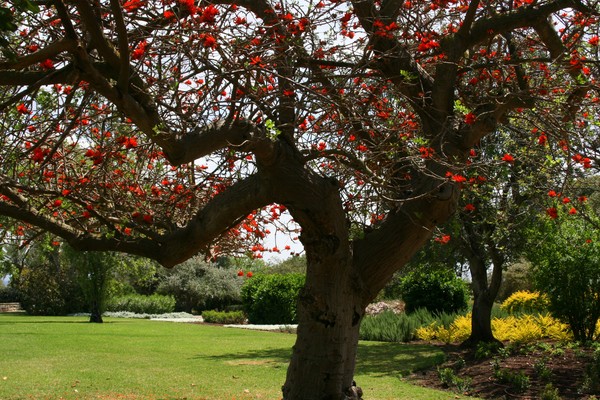 WE CAN LEARN A LOT FROM TREES