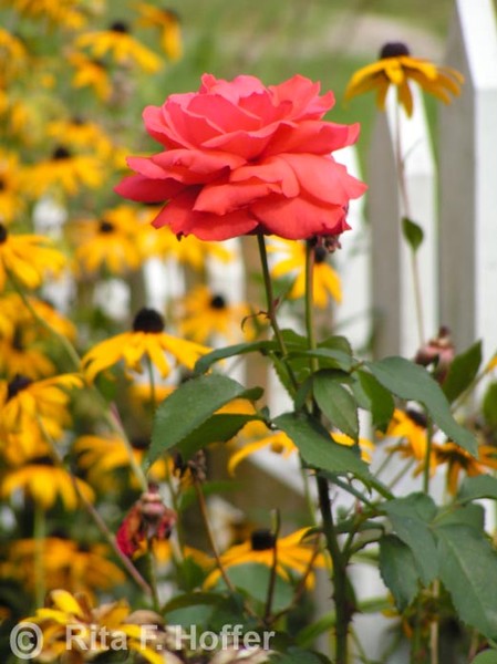 Lone Rose in a Garden